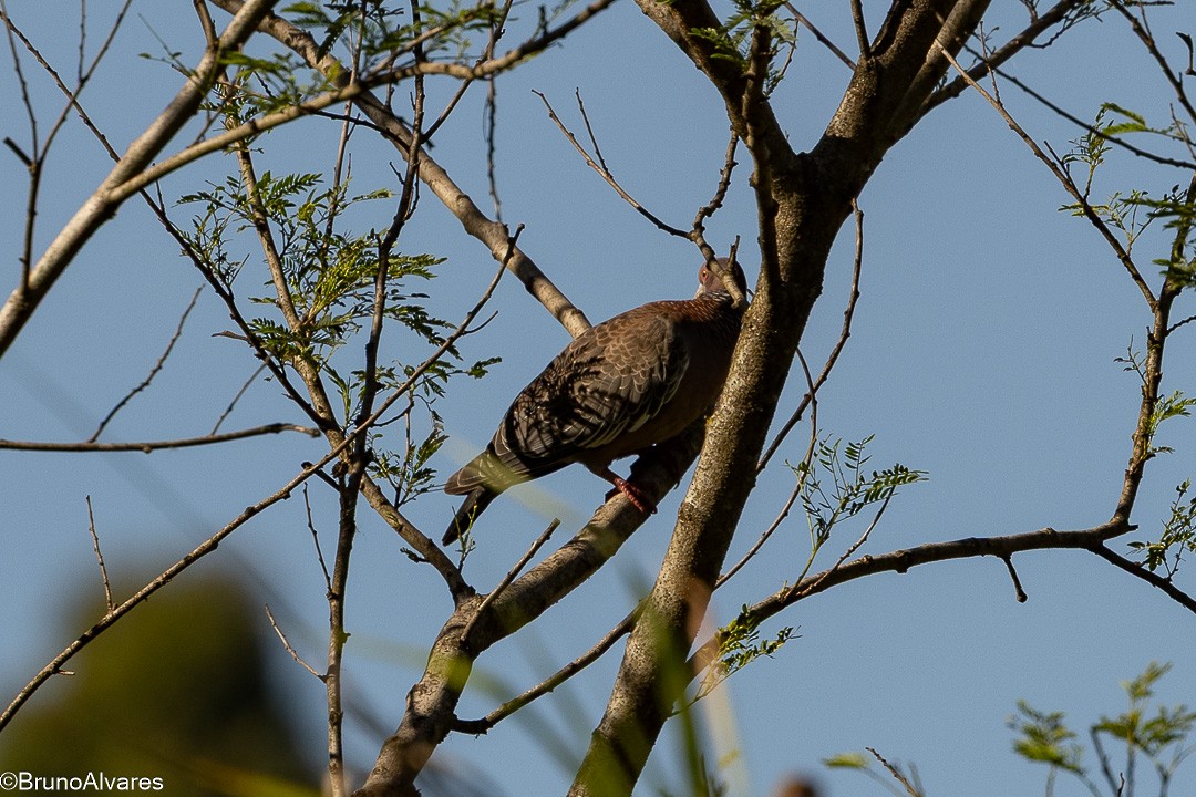 holub pikazuro - ML647498100