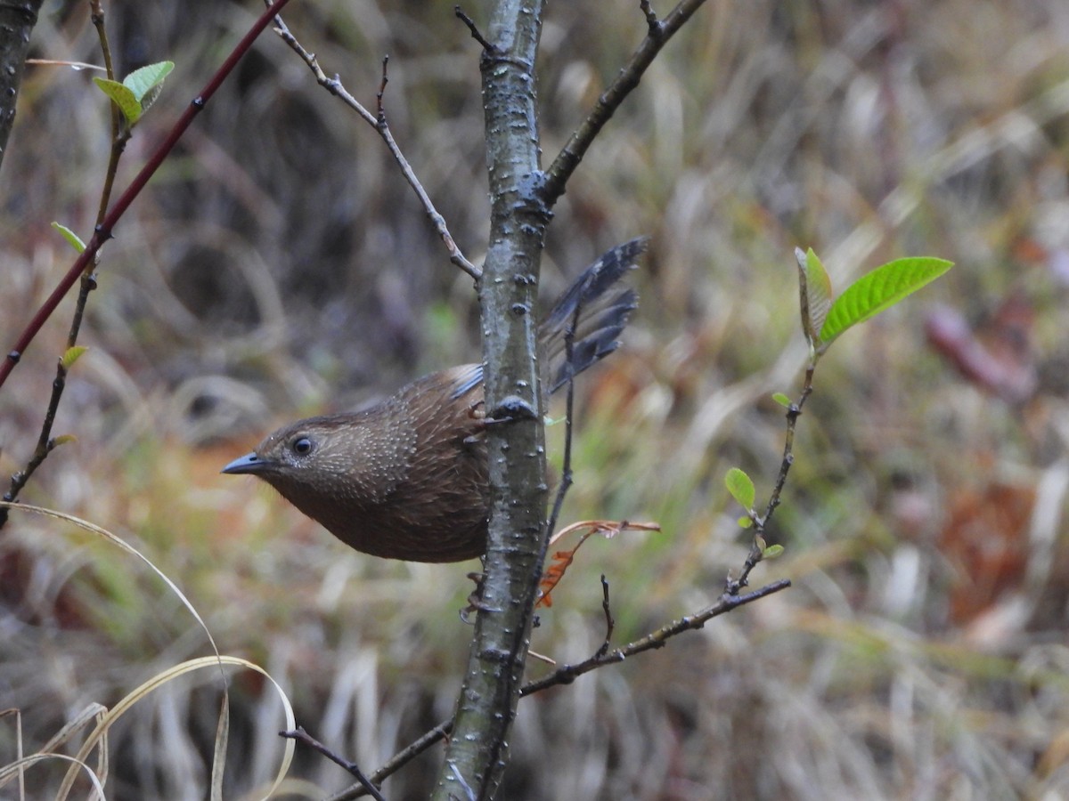 Bhutan Laughingthrush - ML647498101