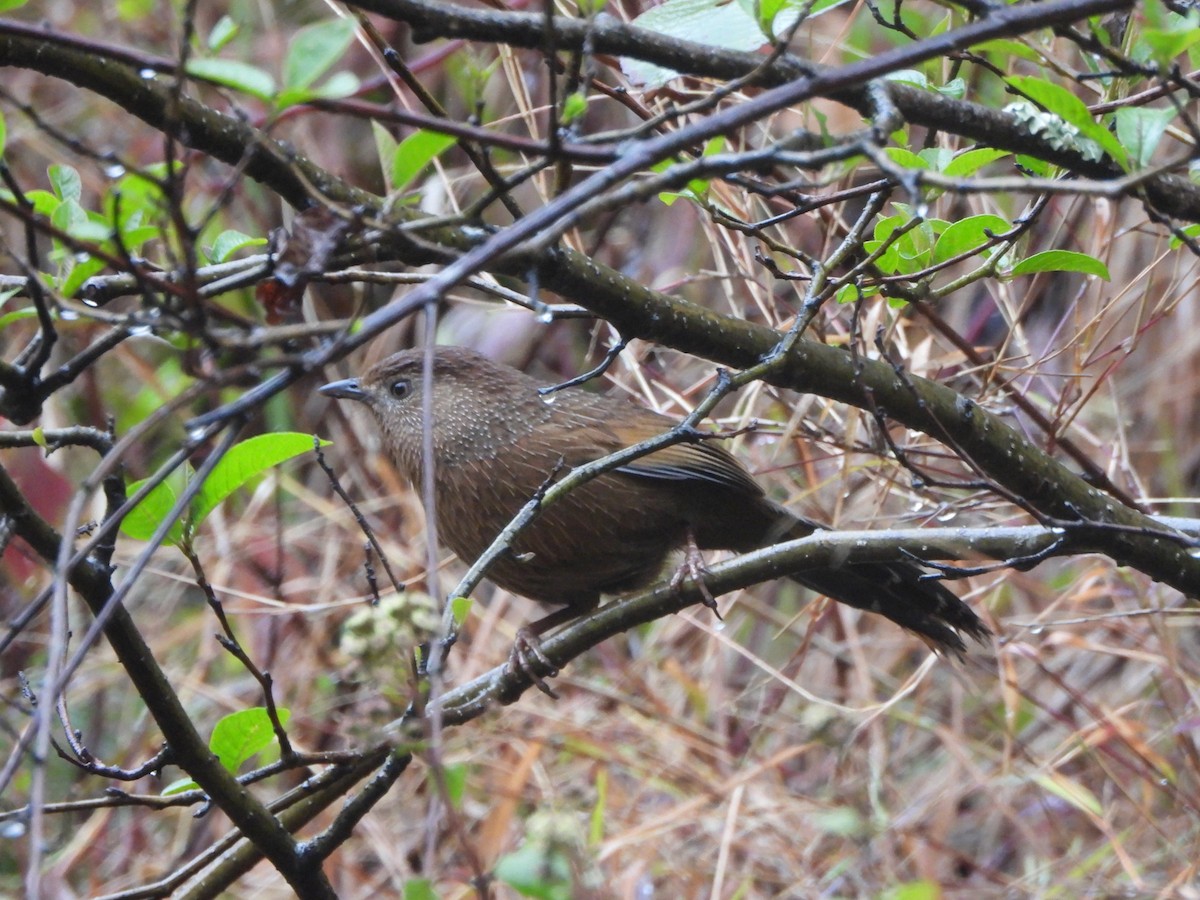 Bhutan Laughingthrush - ML647498102