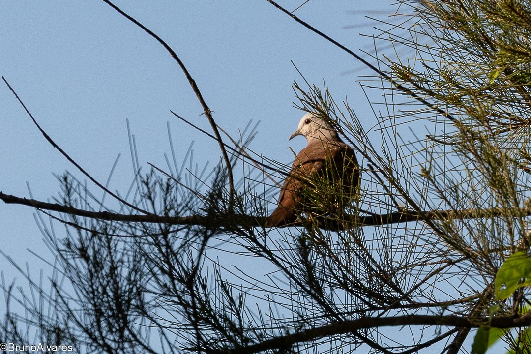 holoubek skořicový - ML647498105