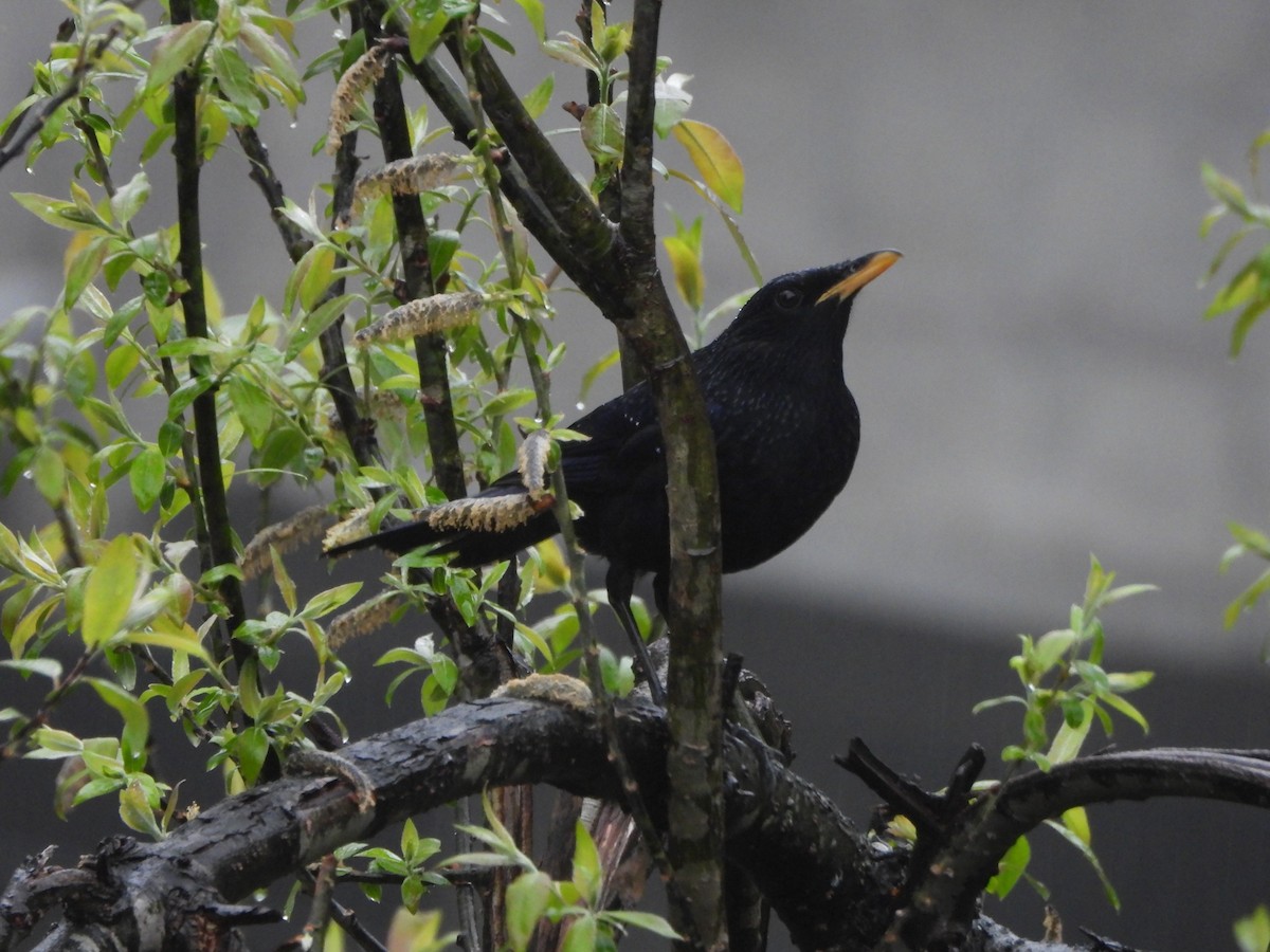 modravec siný - ML647498106