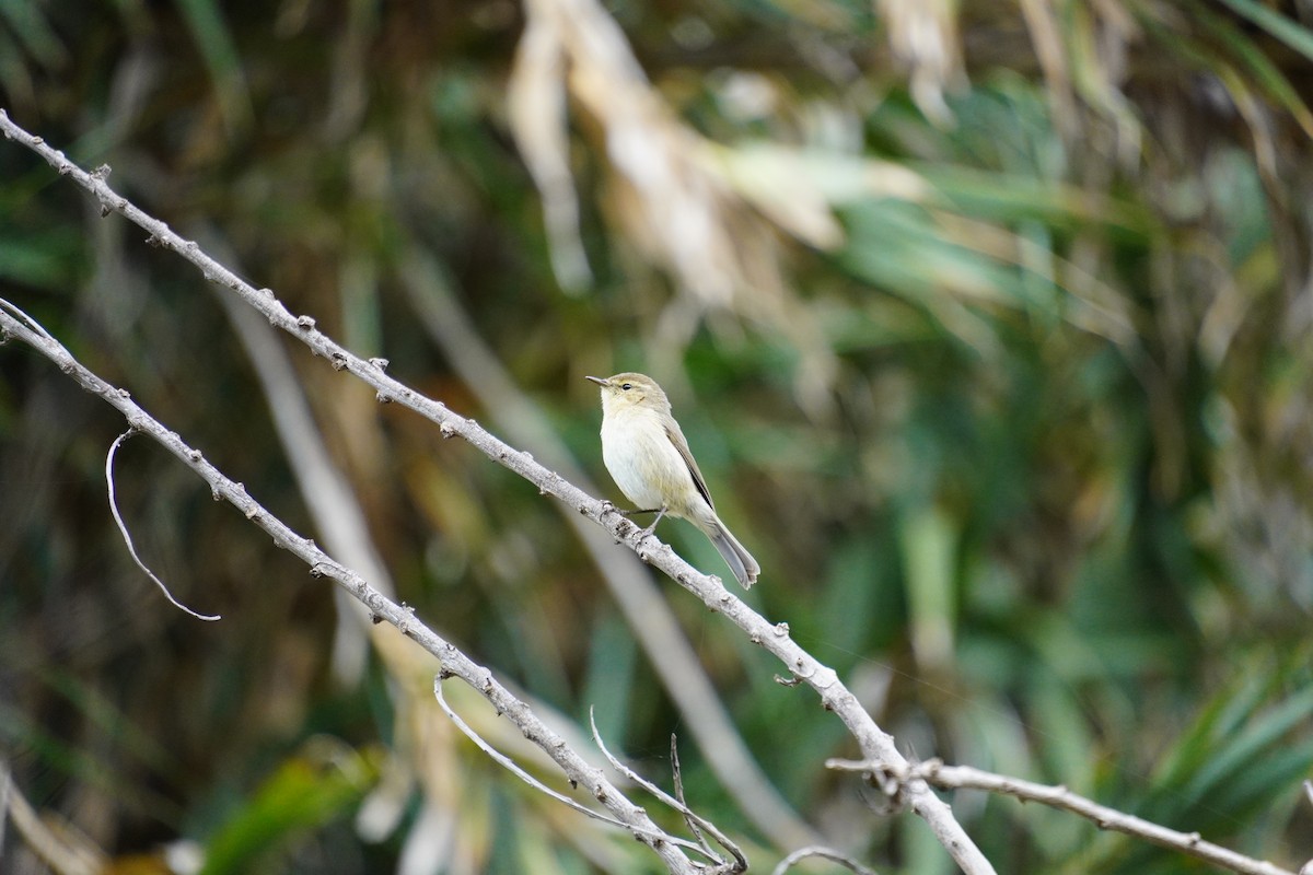 budníček kanárský - ML647498107