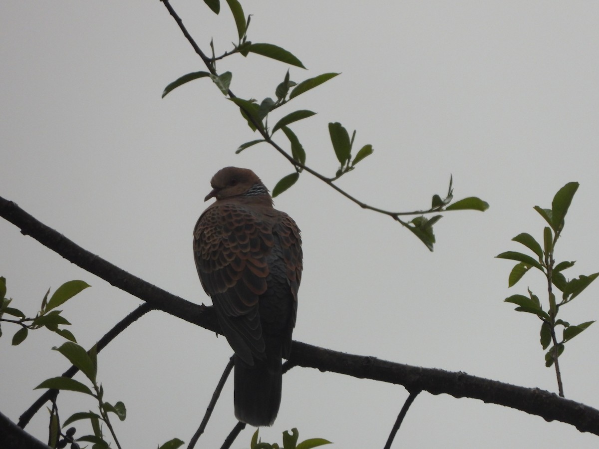 hrdlička východní - ML647498114