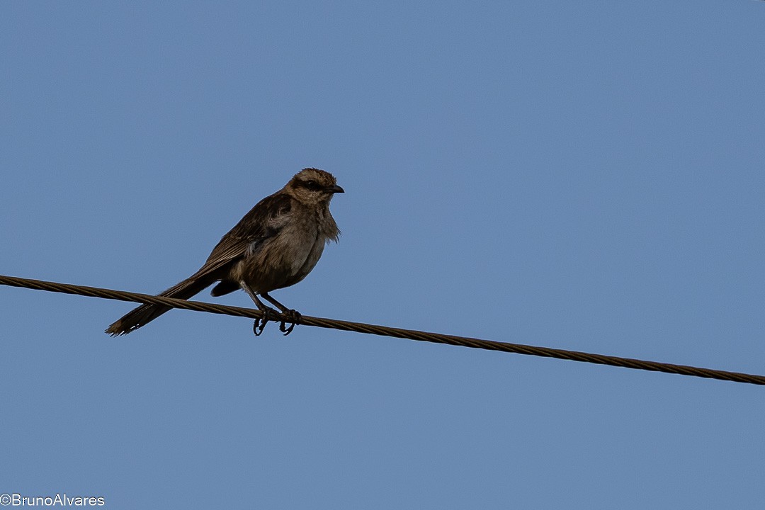 drozdec bělobrvý - ML647498116