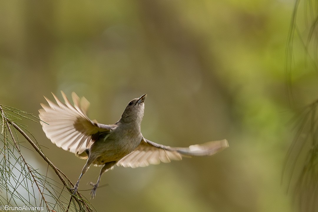 drozdec bělobrvý - ML647498117