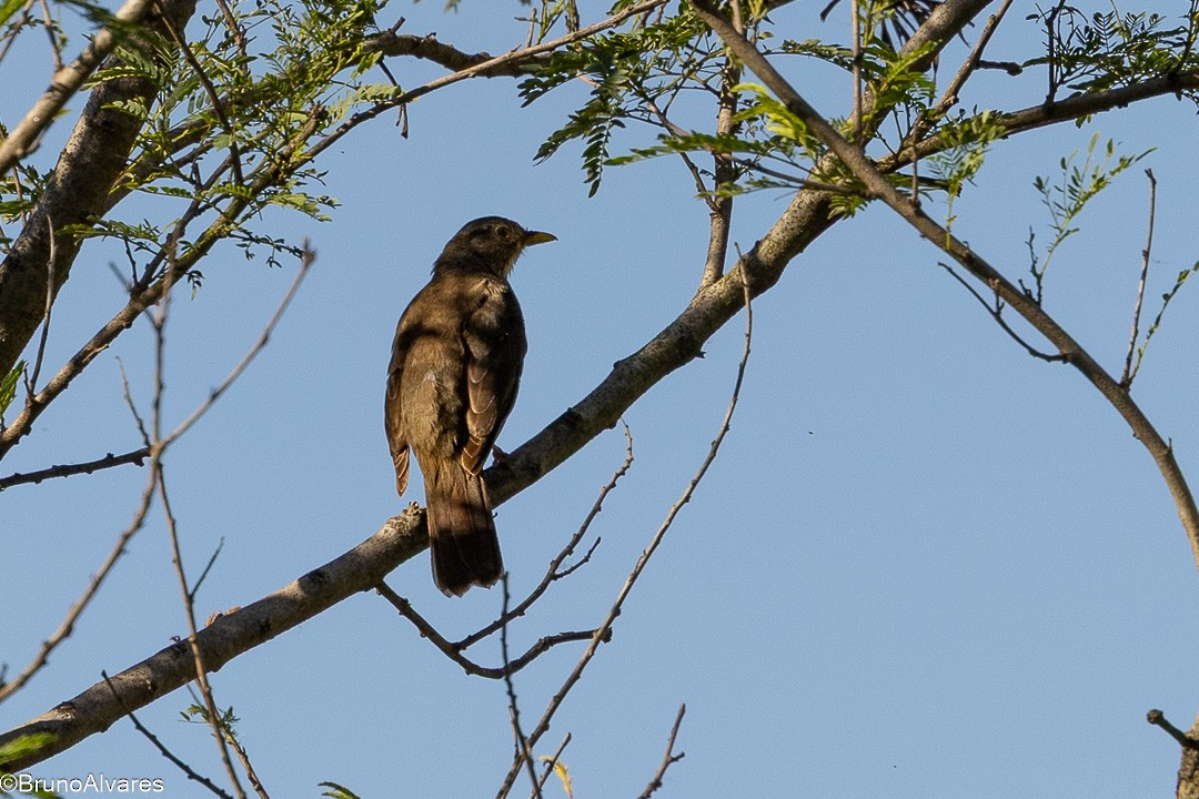 drozd rezavobřichý - ML647498119