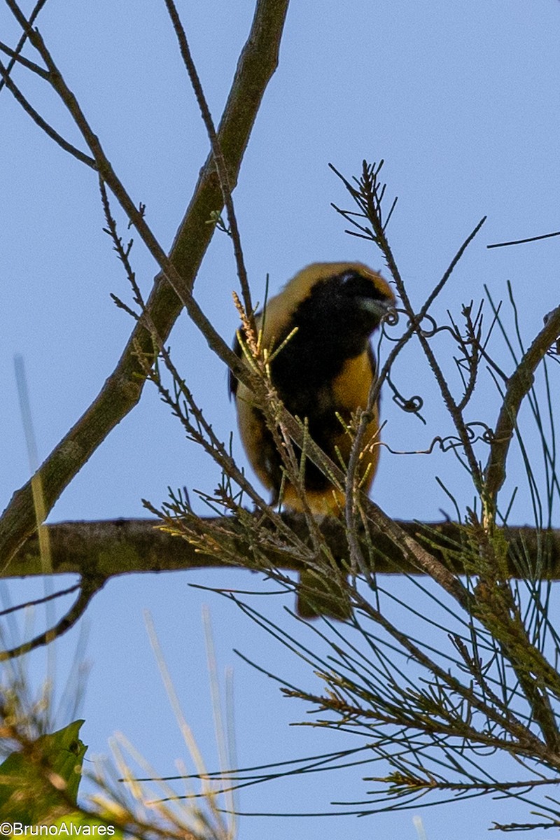 Burnished-buff Tanager - ML647498121