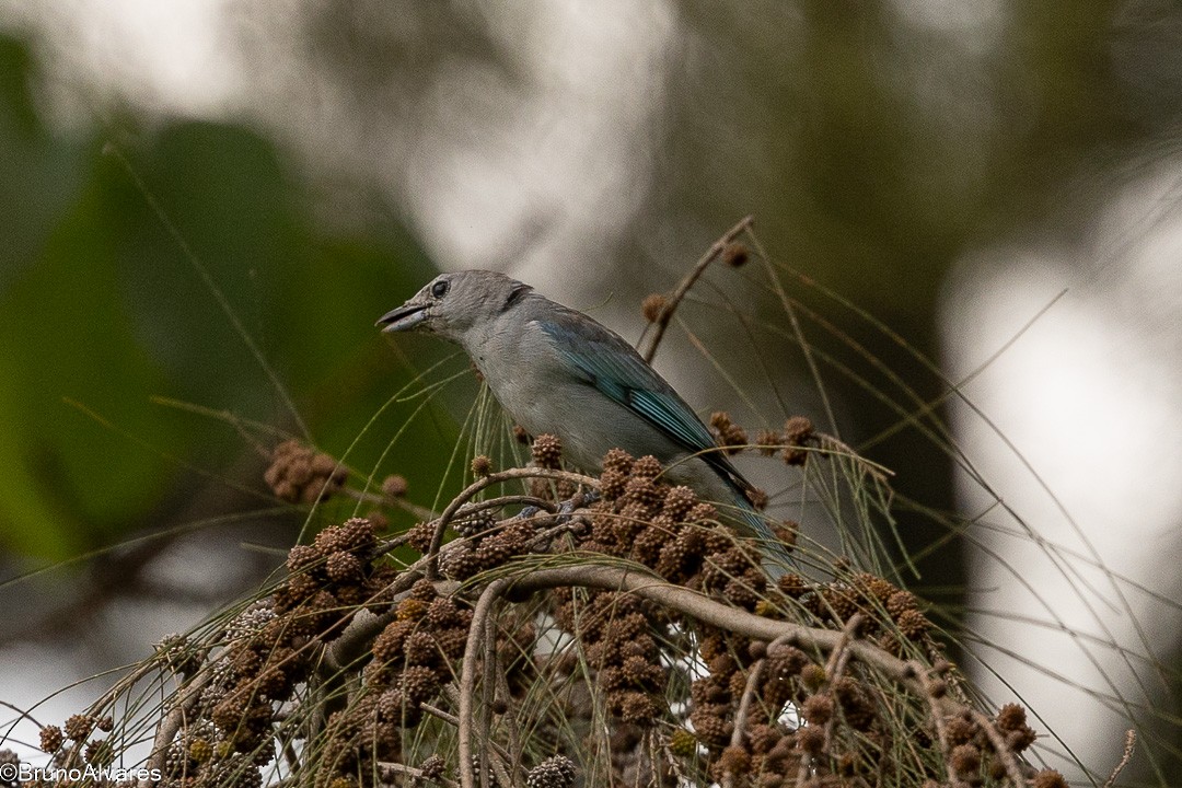 Sayaca Tanager - ML647498123