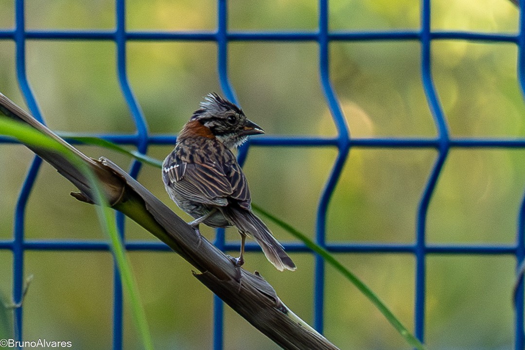 Rufous-collared Sparrow - ML647498124