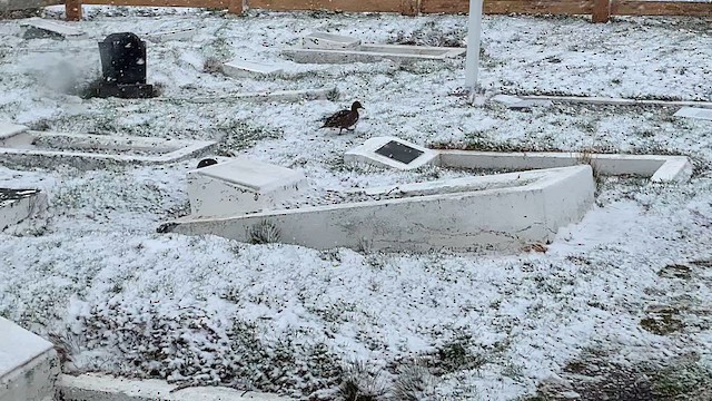 Sarı Gagalı Kılkuyruk (georgica) - ML647498141