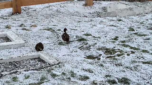 Sarı Gagalı Kılkuyruk (georgica) - ML647498145