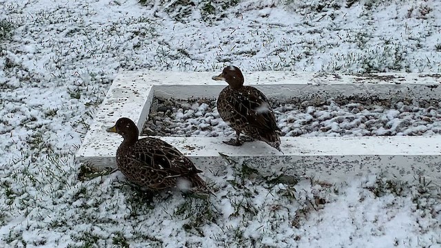 Sarı Gagalı Kılkuyruk (georgica) - ML647498151