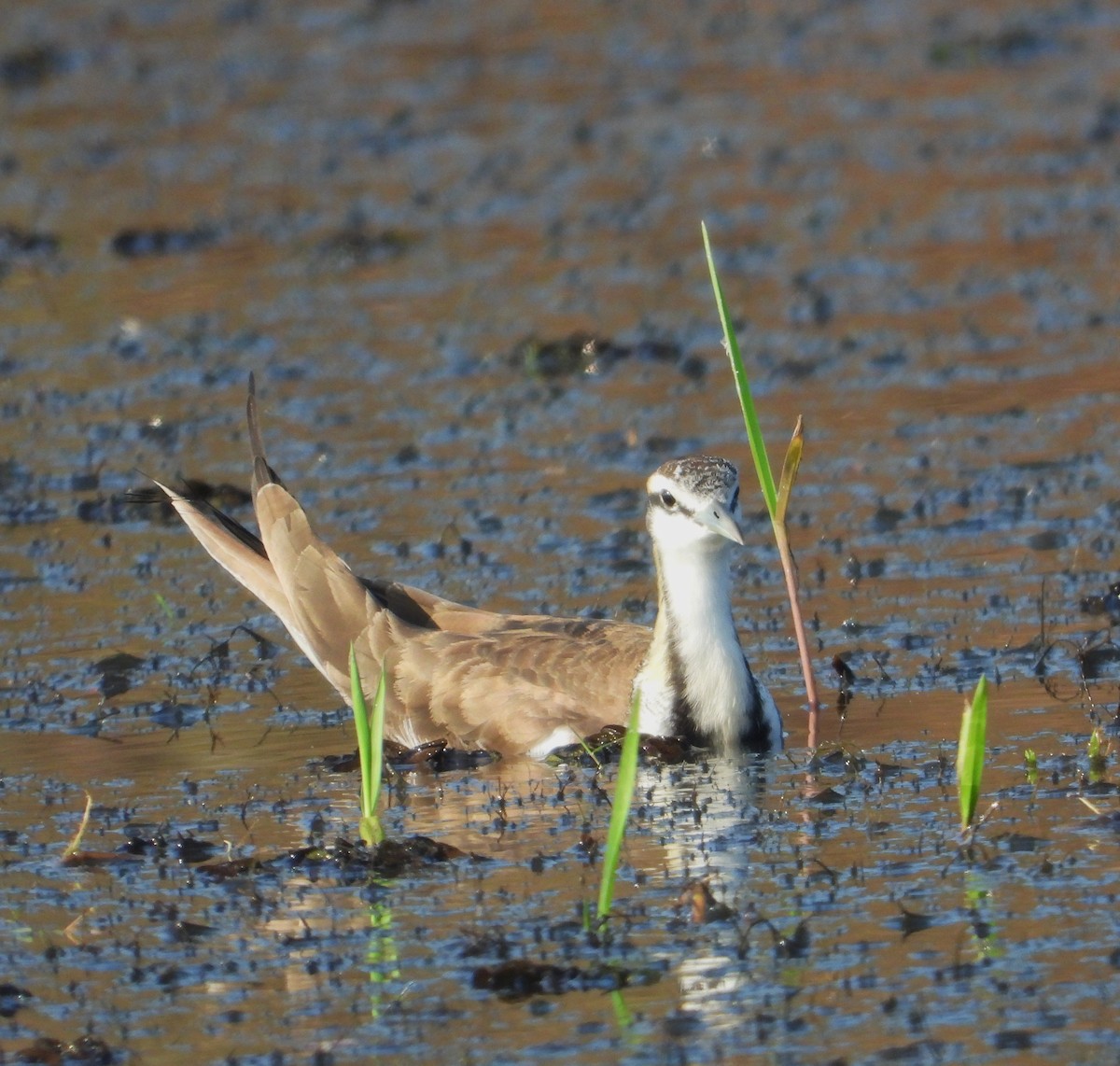 Jacana à longue queue - ML647498152