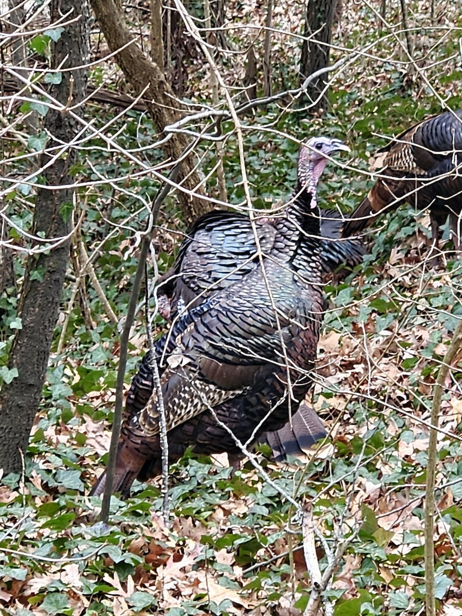 シチメンチョウ - ML647498160