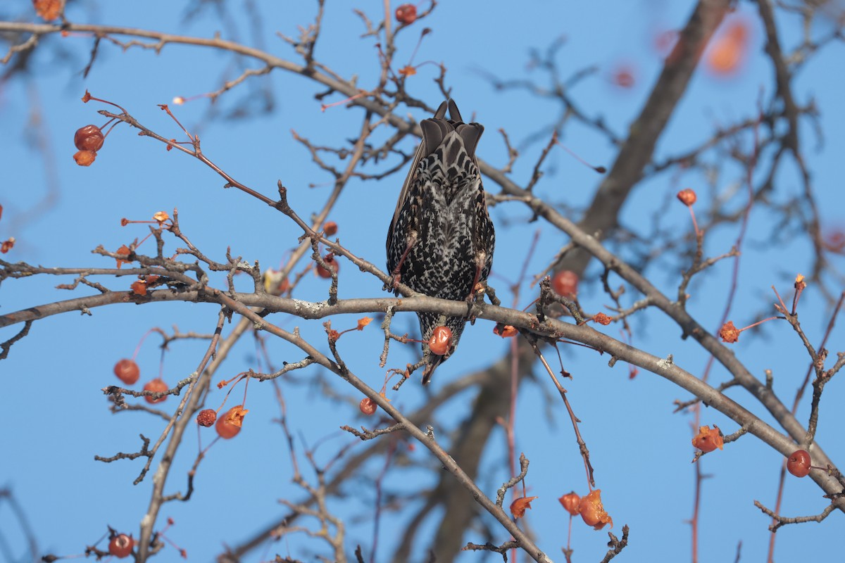 European Starling - ML647498161