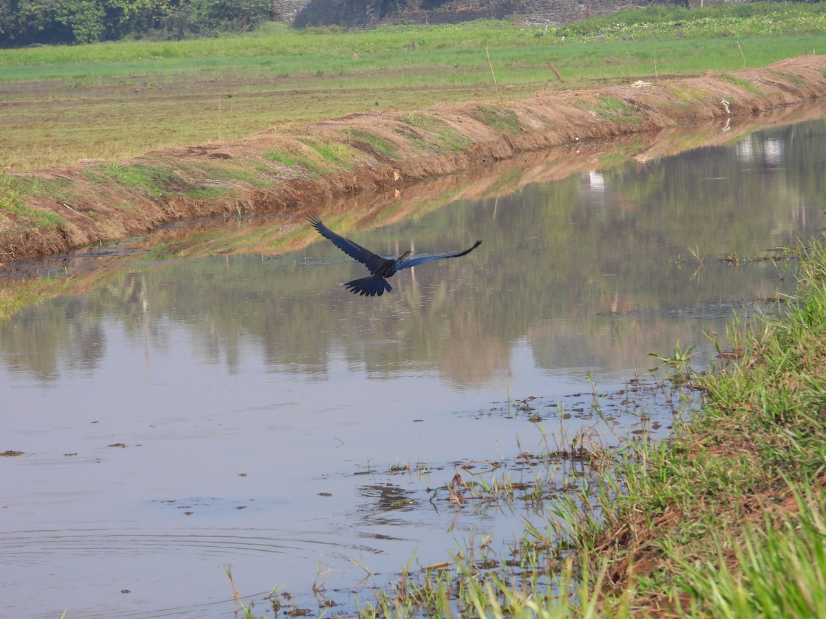 Doğu Yılanboyunu - ML647498167