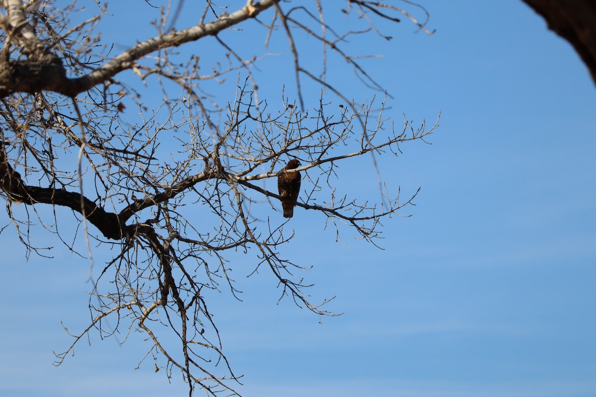Red-tailed Hawk - ML647498181