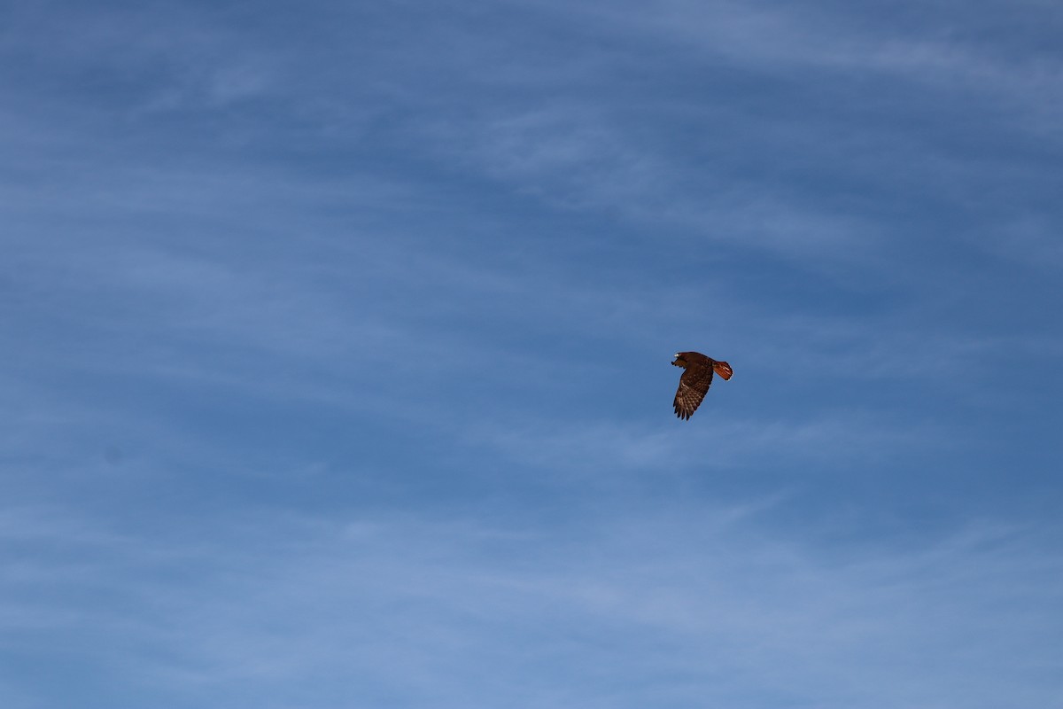 Red-tailed Hawk - ML647498207