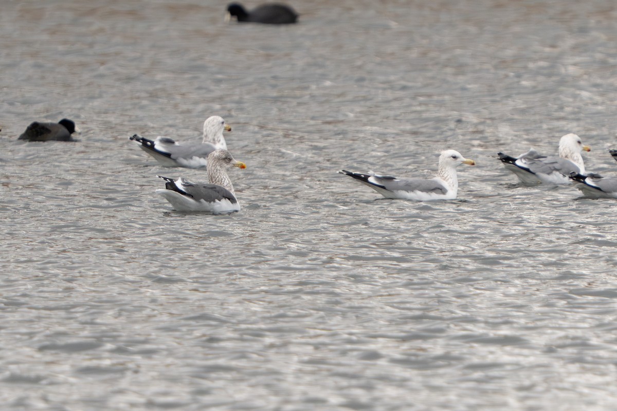 Lesser Black-backed Gull - ML647498225