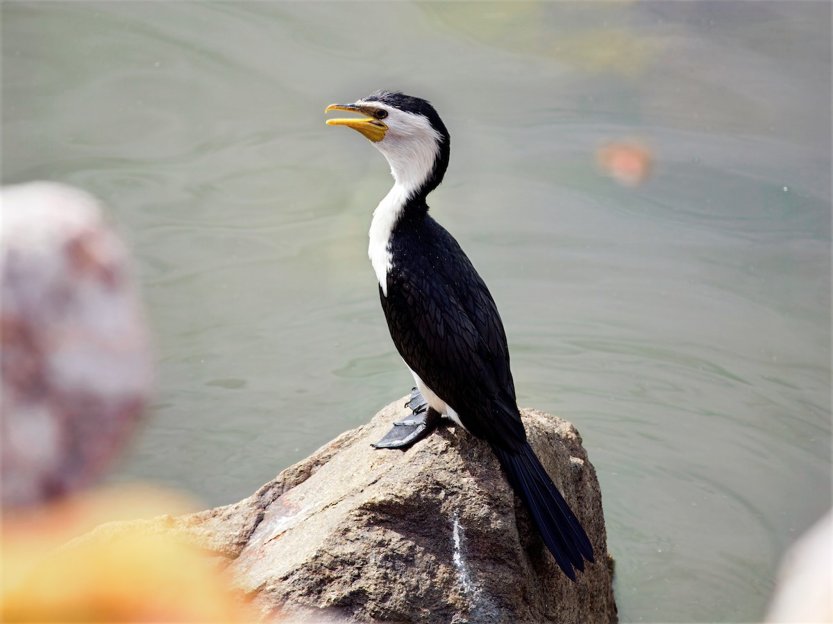 Little Pied Cormorant - ML647498226