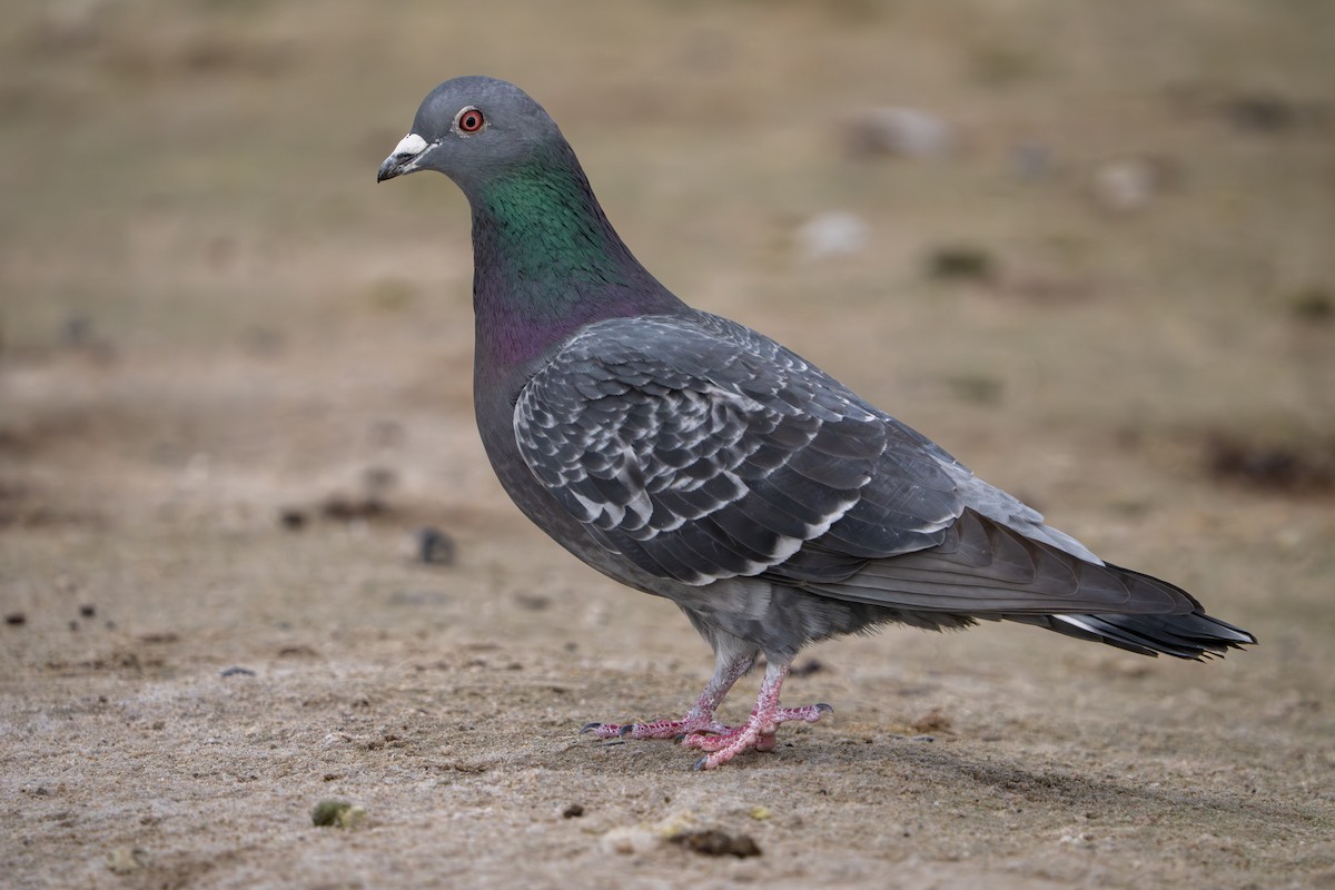 Сизый голубь (Одомашненного типа) - ML647498237