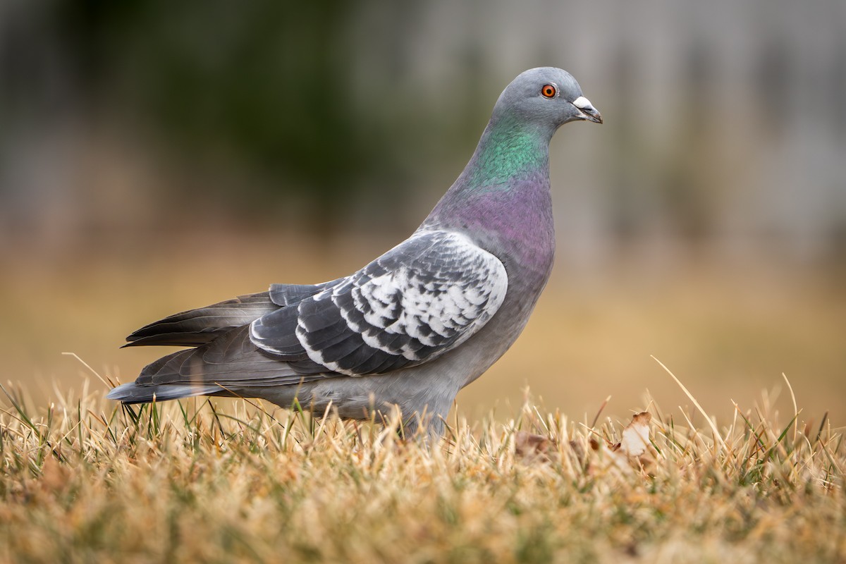 Сизый голубь (Одомашненного типа) - ML647498238