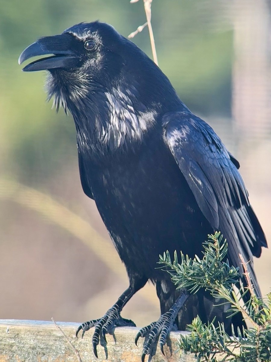 Ворон - ML647498239