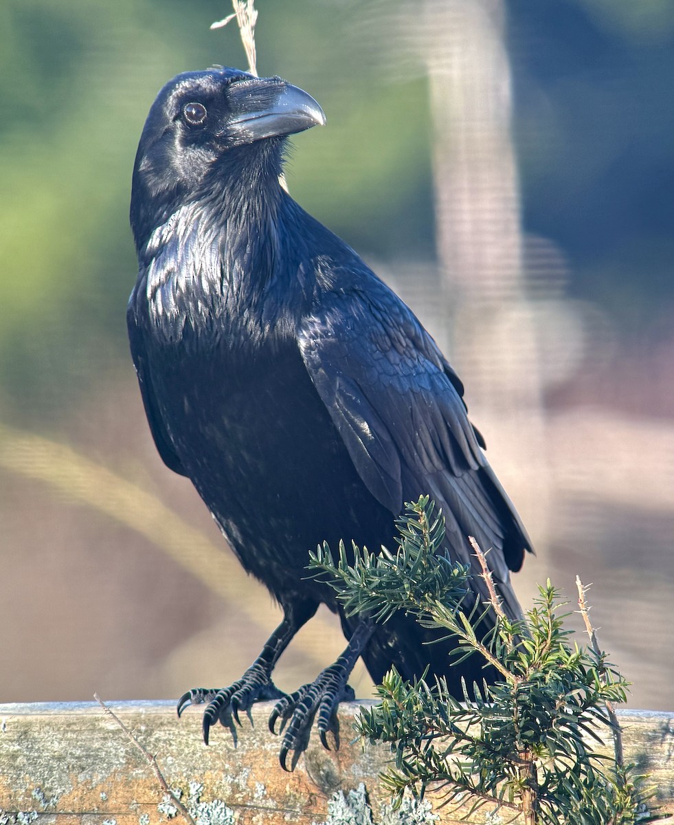 Ворон - ML647498240