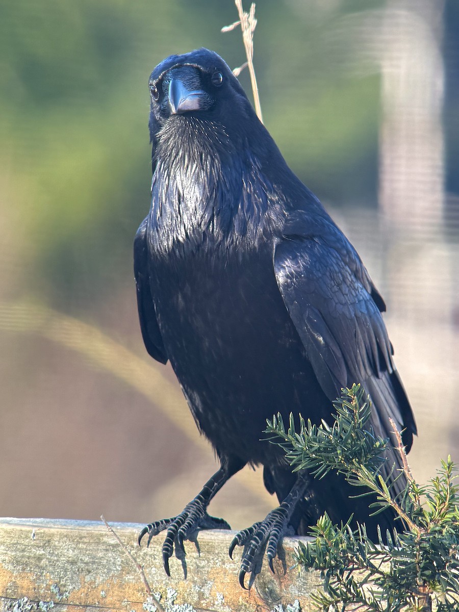 Ворон - ML647498241