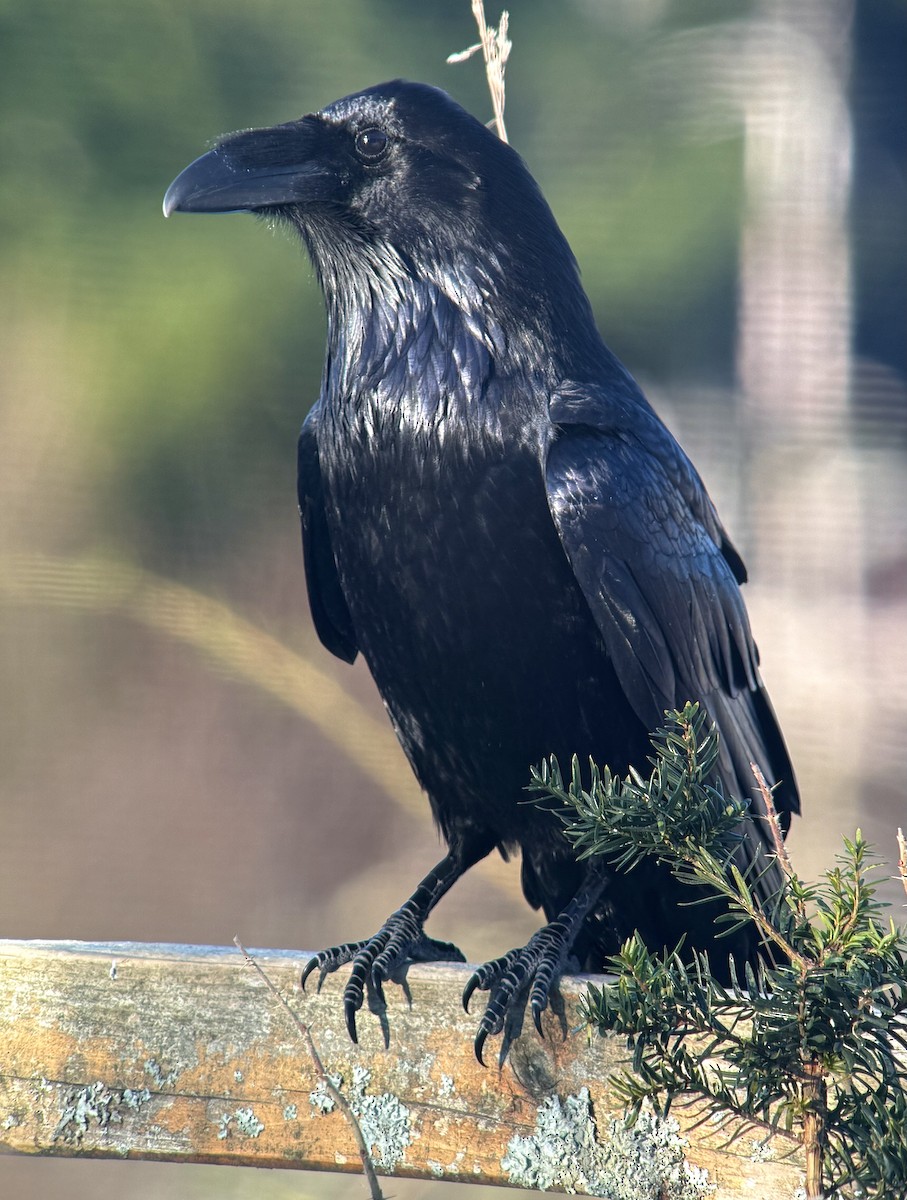 Ворон - ML647498242