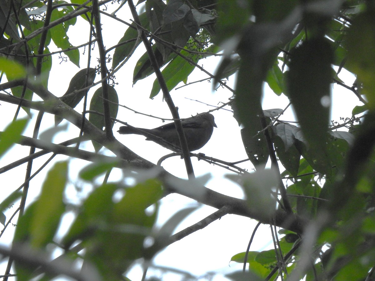 Пальмовая танагра - ML647498243