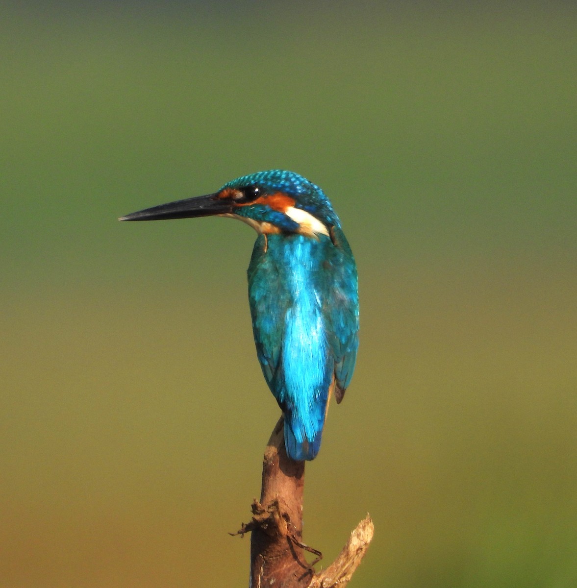 Зимородок - ML647498244