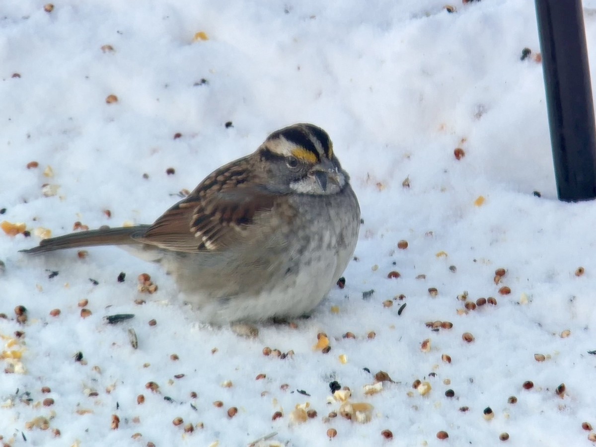 Белогорлая зонотрихия - ML647498245