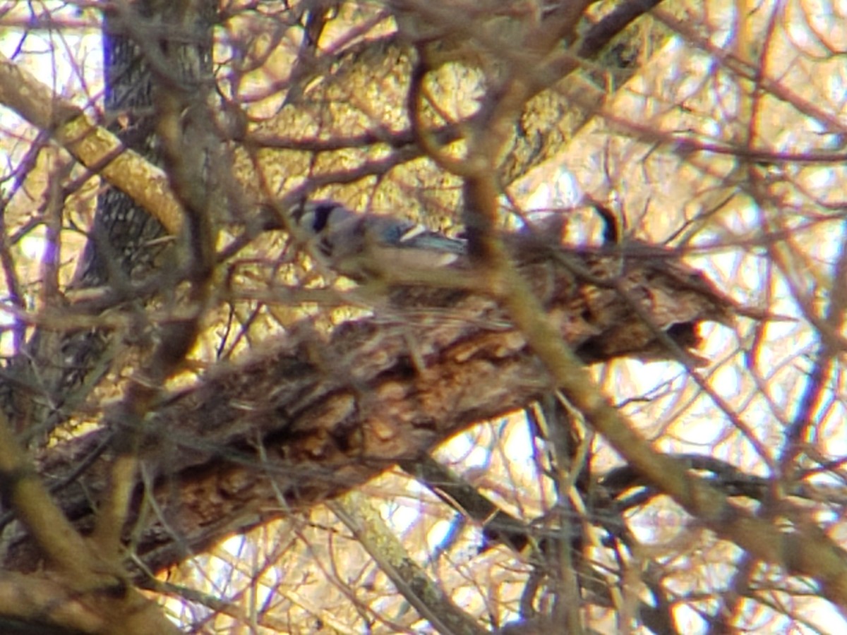 Голубая сойка - ML647498246