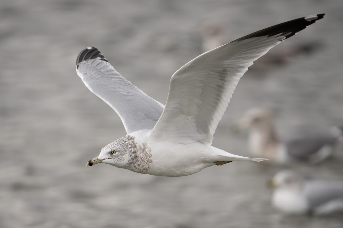 Делавэрская чайка - ML647498247