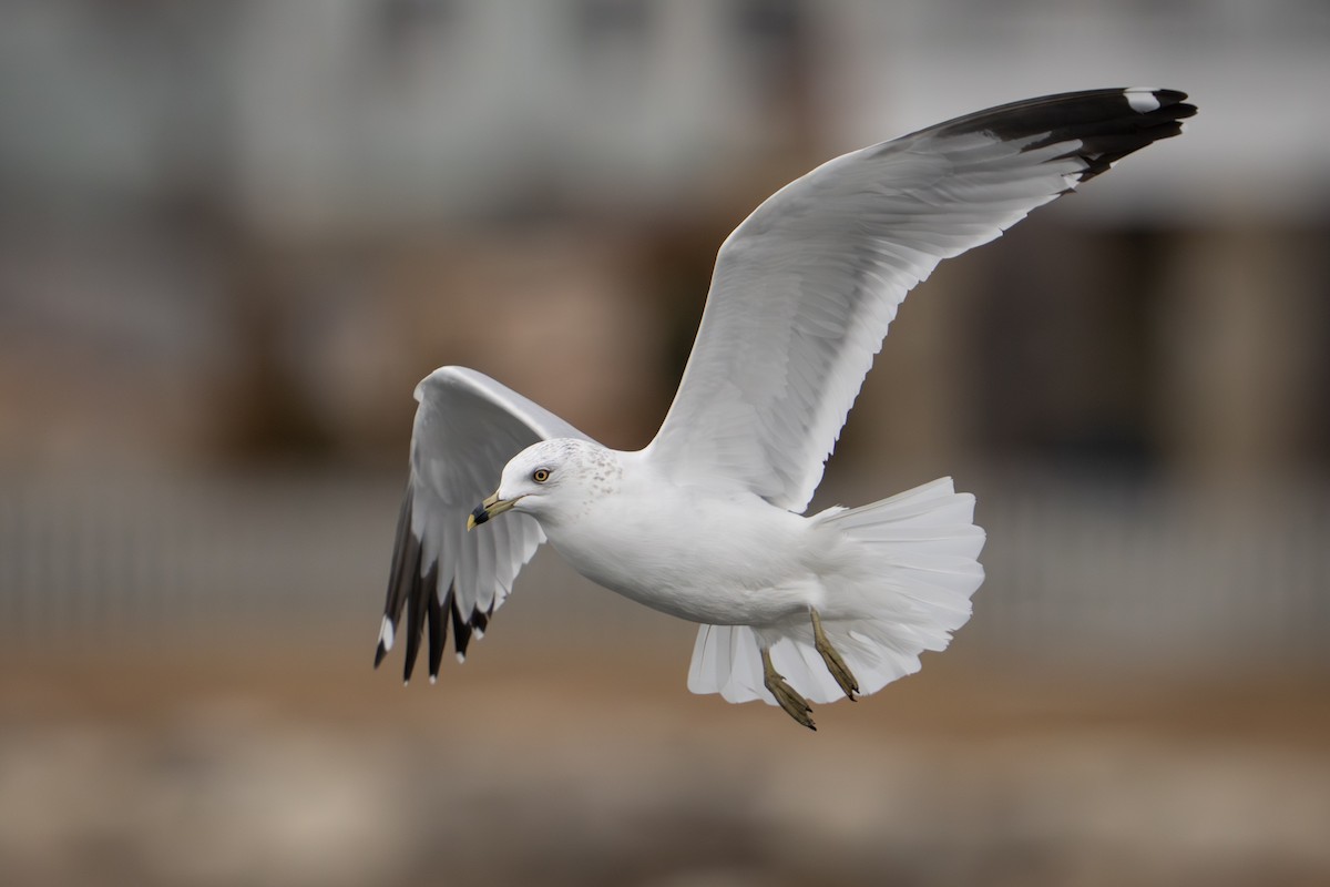 Делавэрская чайка - ML647498248