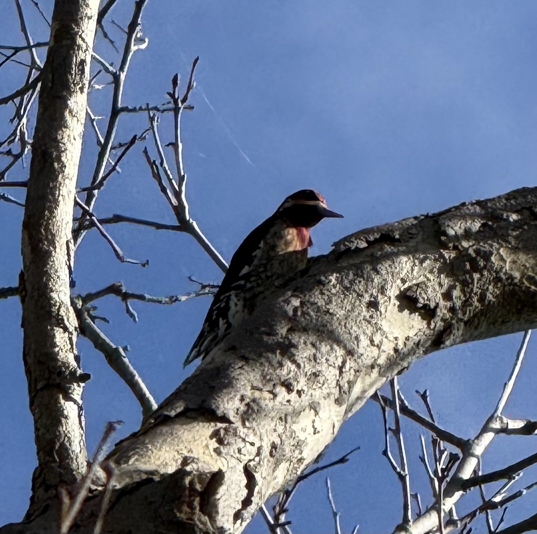 Красногрудый дятел-сокоед - ML647498249