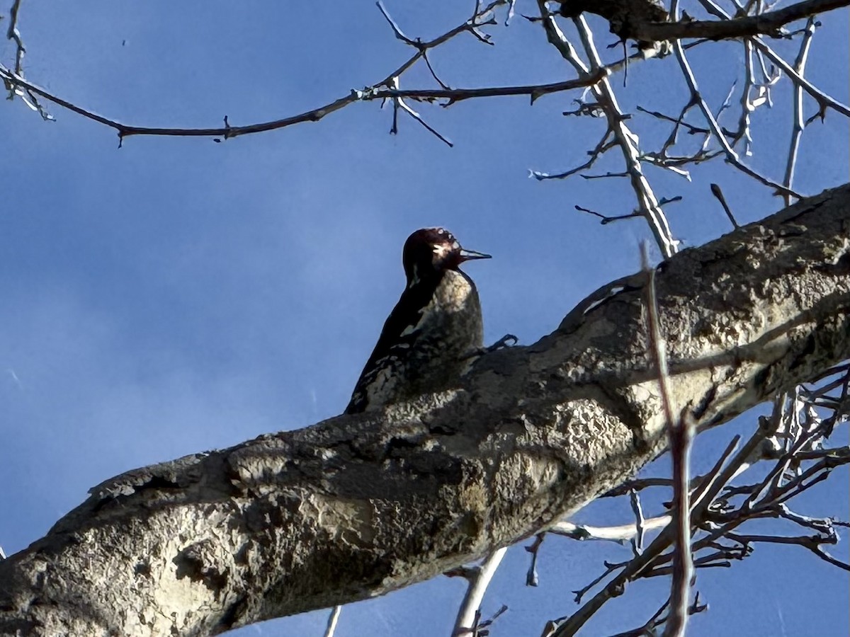 Красногрудый дятел-сокоед - ML647498250