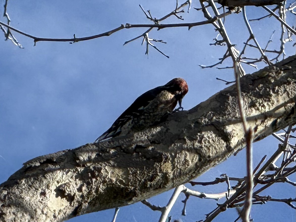 Красногрудый дятел-сокоед - ML647498251