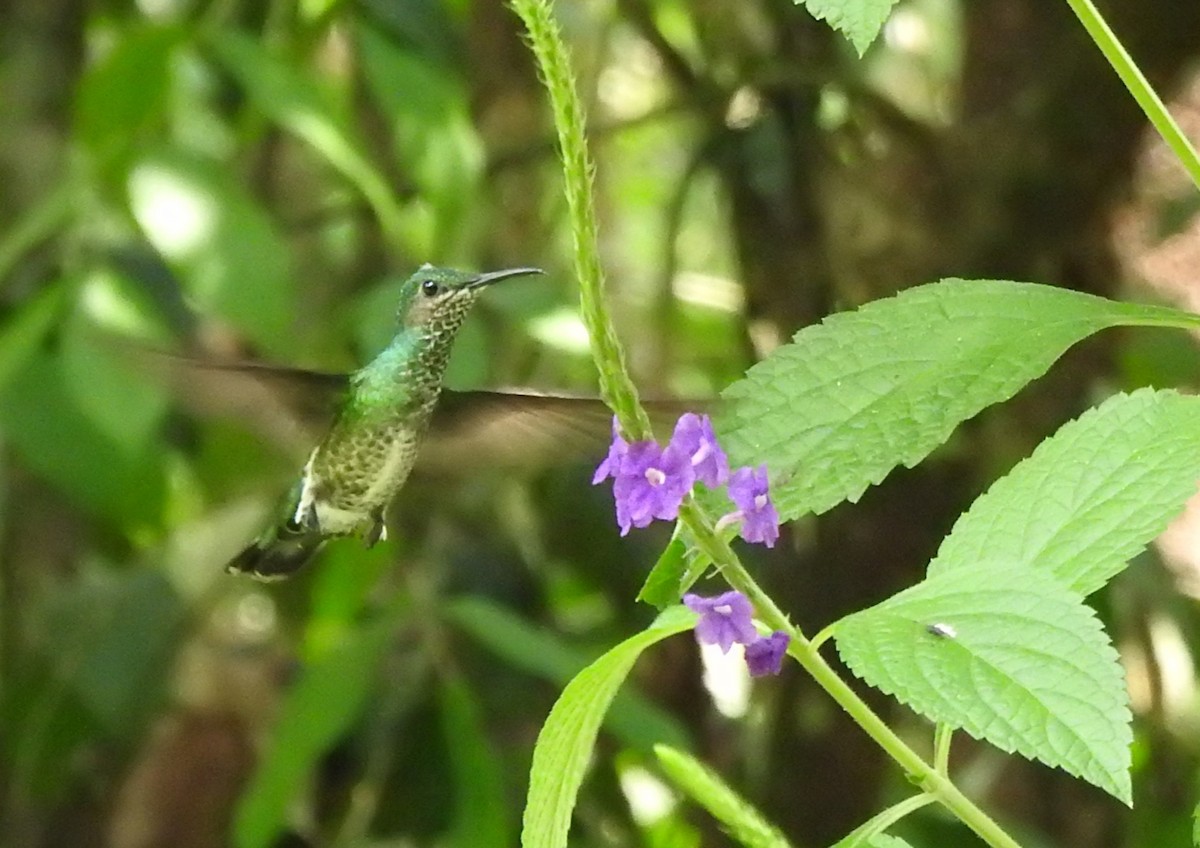 Кайеннский стриж - ML647498252