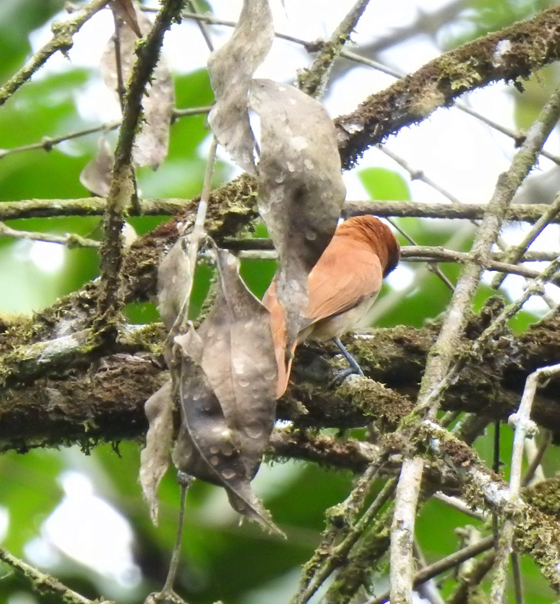 Кайеннский стриж - ML647498253