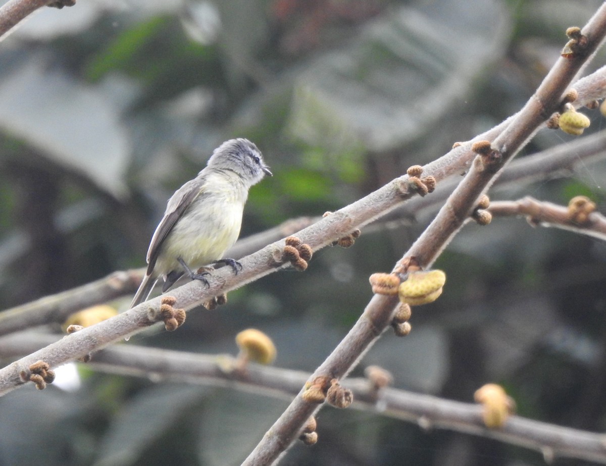 Темношапочный москитеро - ML647498254