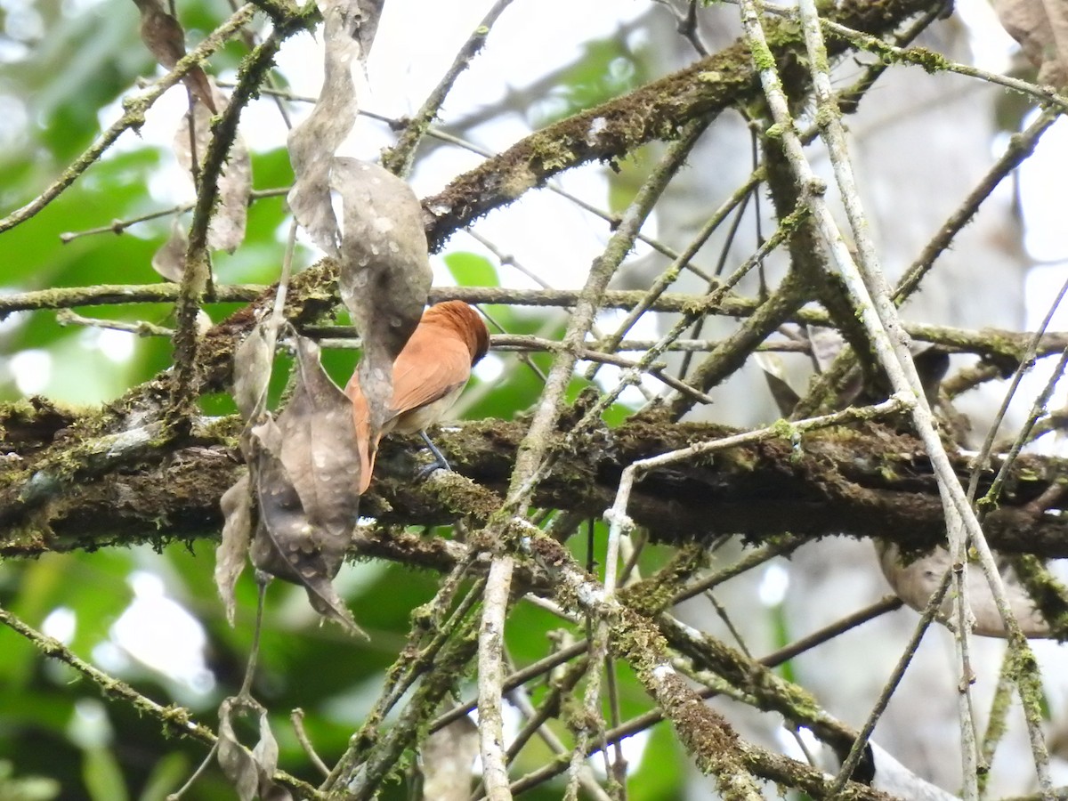 Кайеннский стриж - ML647498255