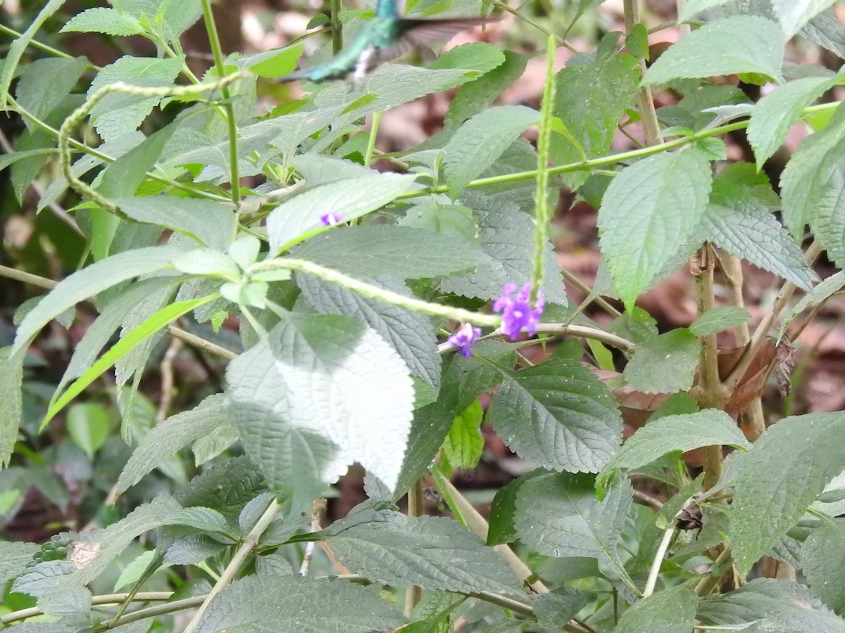 Кайеннский стриж - ML647498256