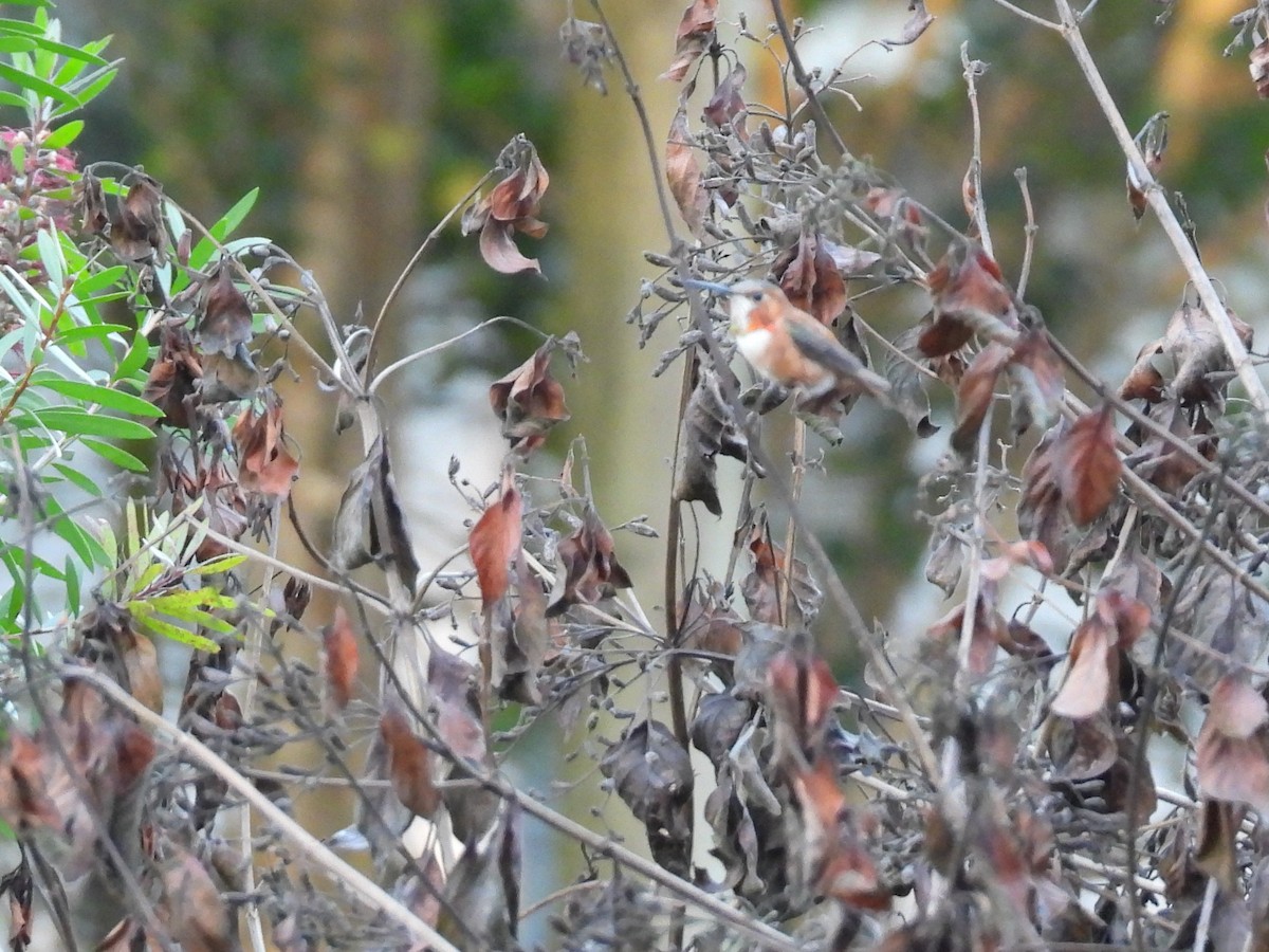 Рыжий колибри - ML647498258