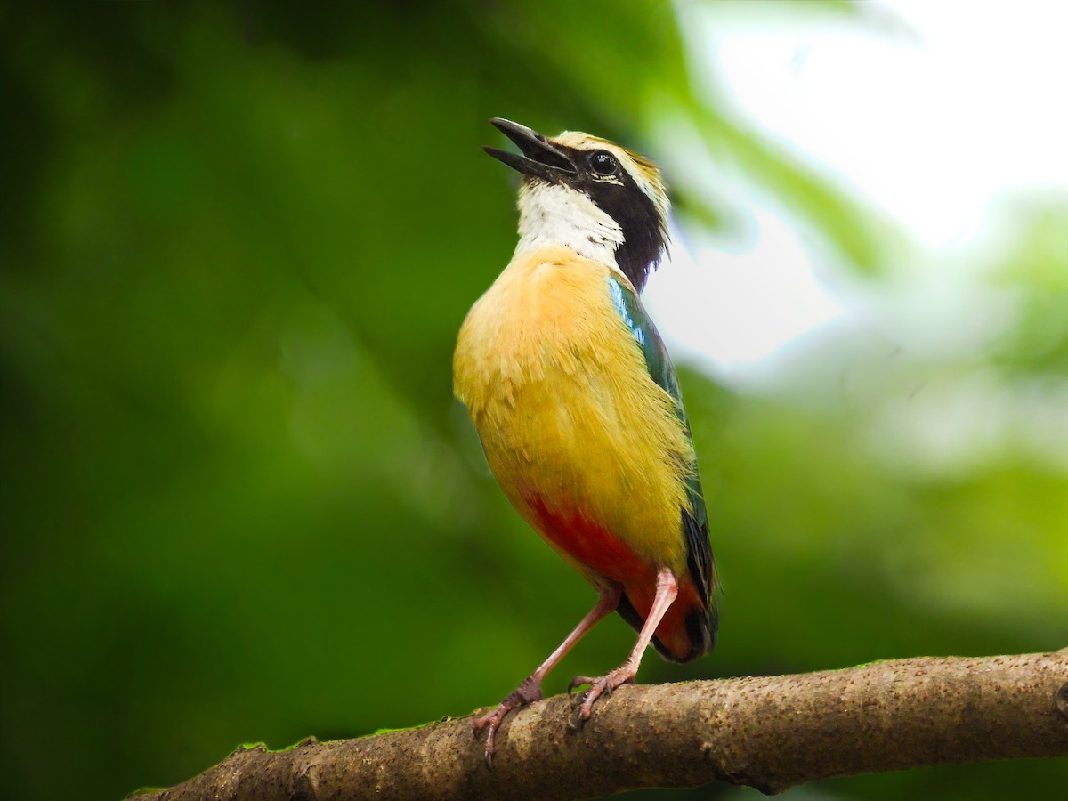 Индийская питта - ML647498259