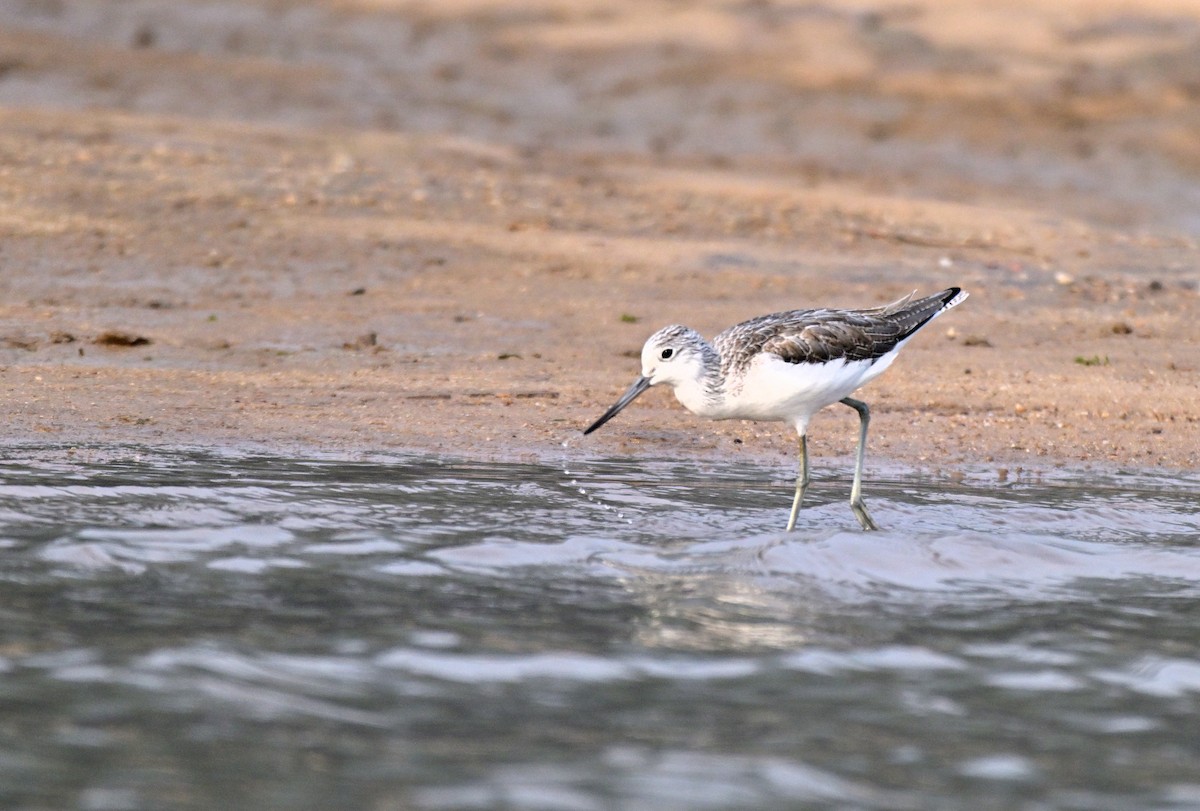 Большой улит - ML647498260