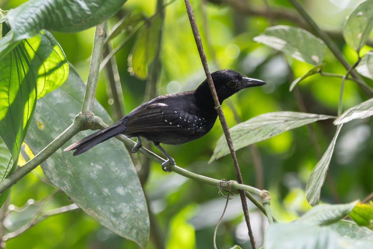 Капюшоновый колючник - ML647498264