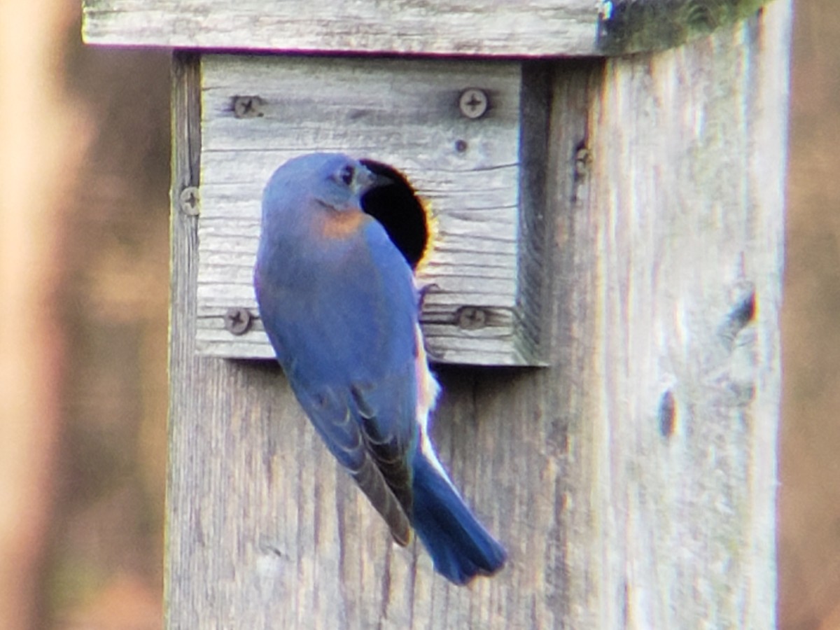 Восточная сиалия - ML647498265