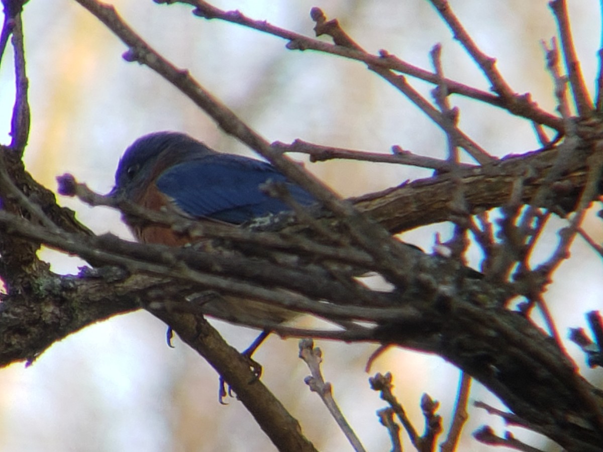 Восточная сиалия - ML647498266